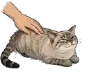 Pooki, the cat behind Flawless, enjoying a scratch on his backside.